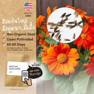 เมล็ดดอกไม้นำเข้า สีส้มแดง Mexican Sunflower (OP) ทานตะวันเม็กซิกัน ดอกไม้ดึงดูดนกและแมลงดี จัดแจกัน