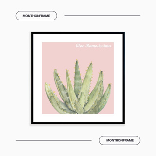 รูปภาพติดผนัง ภาพวาดตกแต่งบ้าน ภาพกระบองเพชร Aloe Ramosissima พร้อมกรอบและติดที่แขวนเรียบร้อย