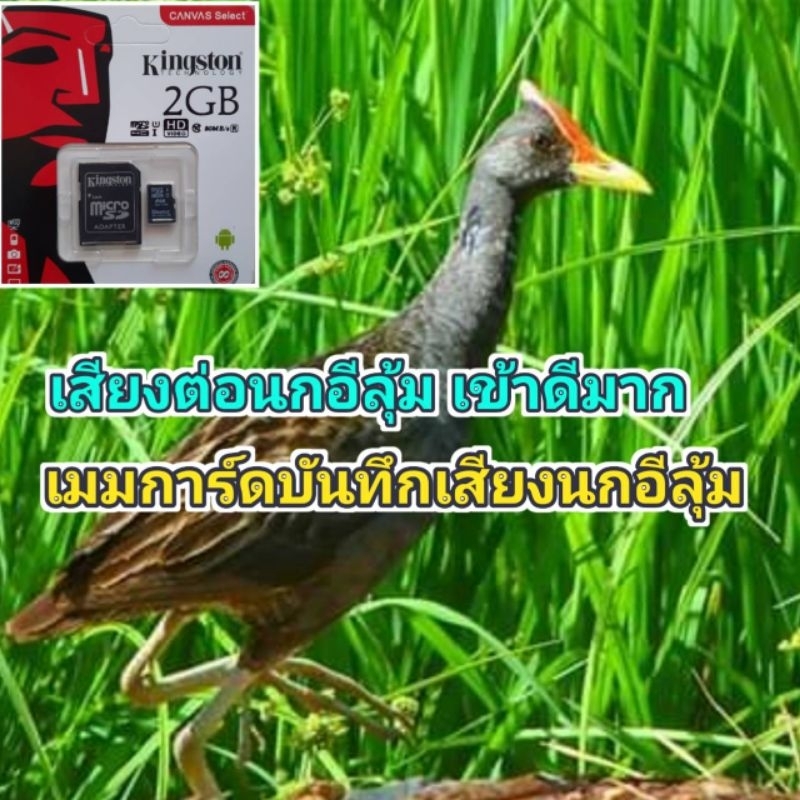 เมมบันทึกเสียงร้องนกอีลุ้ม นกกะตุง ขนาด2BG เสัยงคมชัด100%