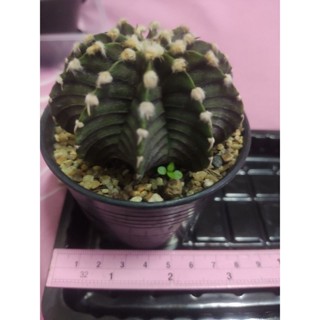 Gymnocalycium LB แคคตัสไร้หนาม ยิมโน แอลบี