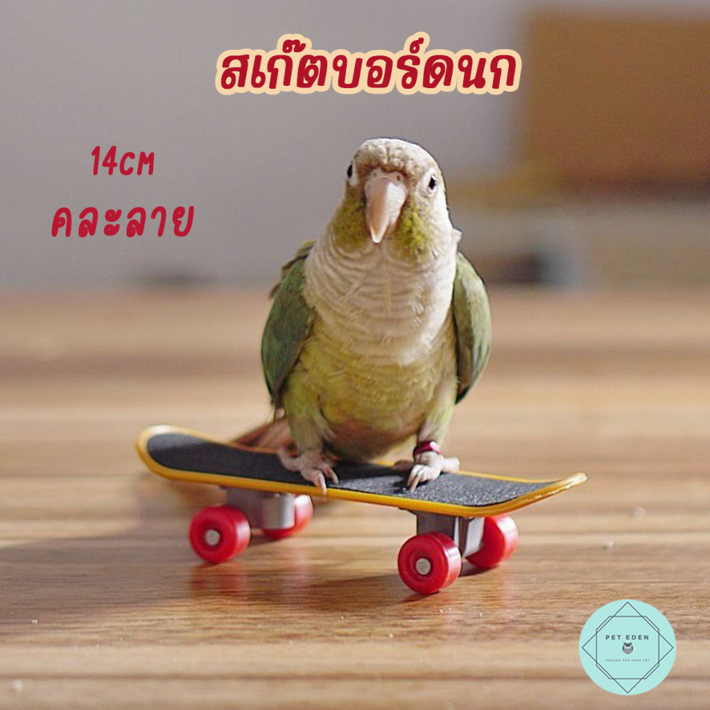 สเก็ตบอร์ดนก คละลาย  ของเล่นนก 14cm mini เล็ก Bird ฟอพัส หงษ์หยก สร้างทักษะ