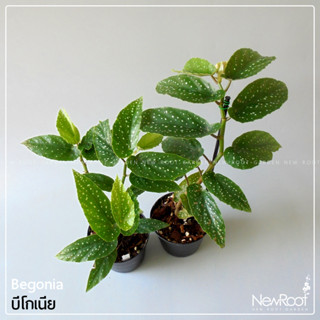 NewRootGarden บีโกเนีย ลายจุด Begonia กระถาง 4นิ้ว ต้นไม้ ไม้ใบ ไม้ประดับในร่ม