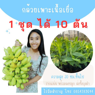 ต้นพันธุ์กล้วยเพาะเนื้อเยื่อ ชุดละ 10  ต้น ปลอดโรค รากแน่น ต้นแข็งแรง  พร้อมลงปลูก สายพันธุ์แท้จากห้องแลป ราคาส่ง ถูกมาก