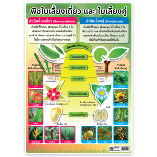 โปสเตอร์ความรู้ เรื่องพืช ขนาด A4 EA-503 พืชใบเลี้ยงเดี่ยวและใบเลี้ยงคู่