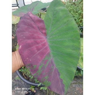 บัวชมพู Colocasia pink lotus Colocasia Hybridโคโลคาเซียบัวชมพู