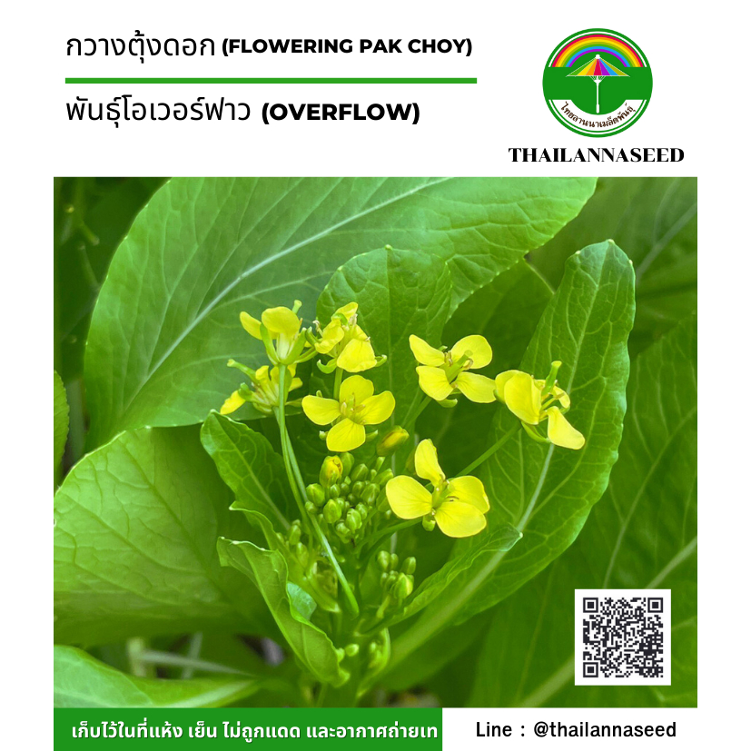 เมล็ดพันธุ์ผักสวนครัว กวางตุ้งดอก พันธุ์โอเวอร์ฟาว ขนาด 2 กรัม