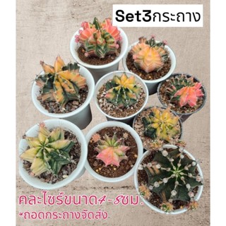 ยิมโนด่าง แคคตัส กระบองเพชร(Gymnocalycium)🪴(ยกset3กระถาง)