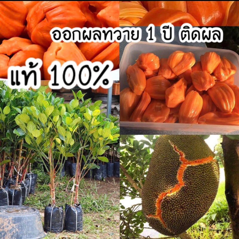 ต้นขนุนแดงสุริยา ทาบกิ่ง ขนุนพันธุ์เบา หวานกรอบ เนื้อสีแดงไม่เละ