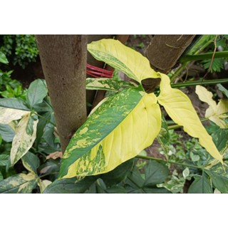 เงินไหลมาด่างเหลือง Syngonium Aurea Variegated