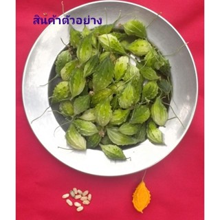 เมล็ดพันธุ์มะระขี้นก 15เมล็ด 10บาท