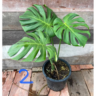 Monstera deliciosa​ มอนสเตอร่า​ ไจแอ้นท์​ ไม้ฟอกอากาศ​🌱🌱🌱ขอคำสั่งซื้อละไม่เกิน2ต้นนะคะ🌱🌱