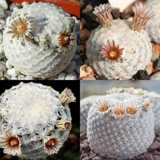 เมล็ดแคคตัส Mammillaria egregia เมล็ดกระบองเพชร cactus seed