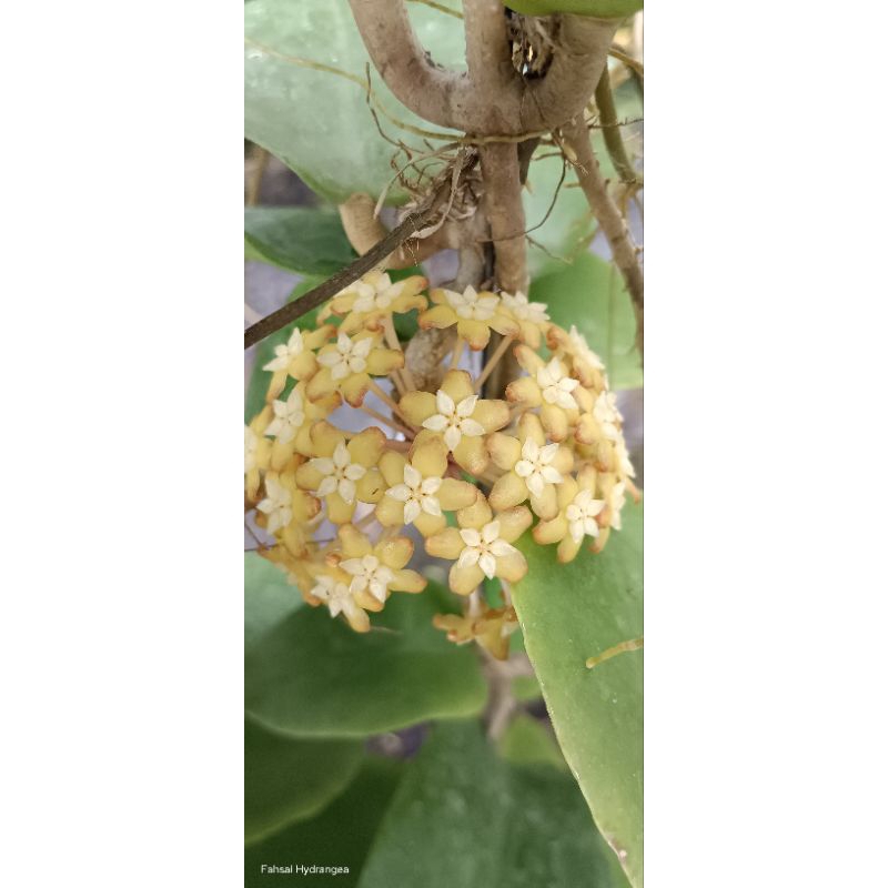 Hoya Finlaysonii ไม้แขวน ไม้ดอก