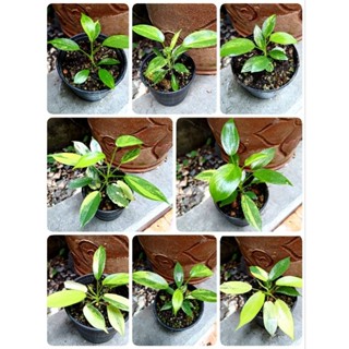 ฟิโลเดนดรอน ก้ามกุ้งด่าง (philodendron florida beuty)