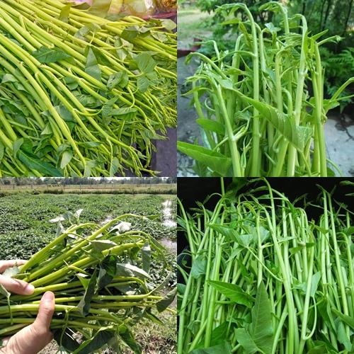 300+ เมล็ด เมล็ดผักบุ้งแก้ว (ปลูกง่าย งอกดี รสชาติหวานกรอบ ลำต้นใบสวย วิธีปลูกเหมาะสำหรับปลูกในดินที่ชุ่มชื้นน้ำขัง)