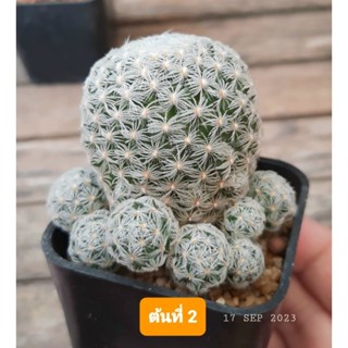 🌵แมมดูไวไร้หนาม ฟอร์มกอ หน่อรอบต้น Mammillaria duwei