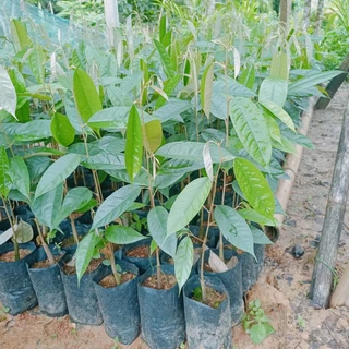 ต้นทุเรียนบ้านสายพันธ์ุแท้รุ่นใหม่สูง60ซม+++สั่งขั้นต่ำ3ต้นขึ้นไปนะครับ🎄🎄🎄🎄