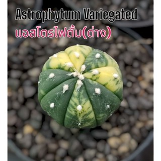 แอสโตรด่าง(Astrophytum Asterias Variegated)