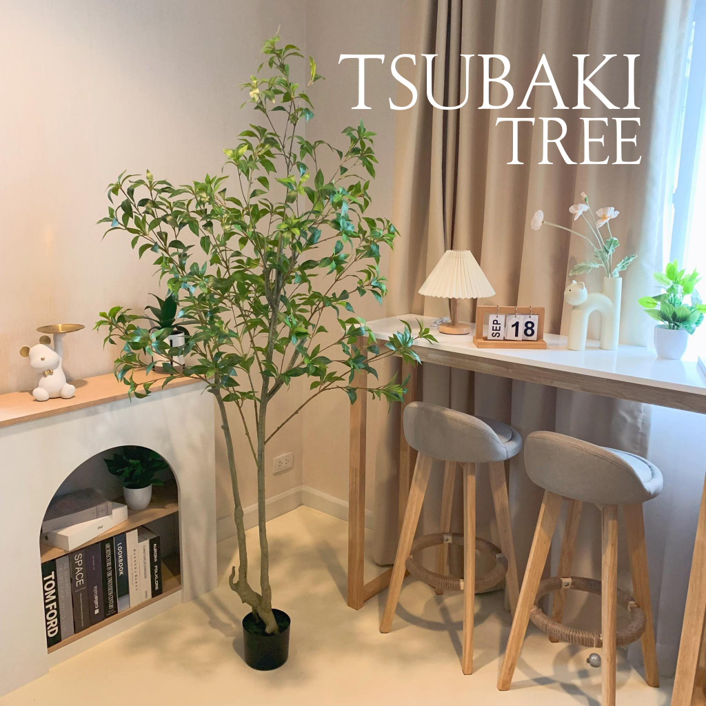 ต้นซึบากิปลอม(Tsubaki) ต้นไม้ญี่ปุ่น พร้อมกระถางดำมีขนาด1.2m 1.6m 1.8m
