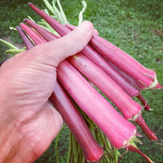 เมล็ด กะเจี๊ยบชมพู โอกินาว่า - Okinawa Pink Okra