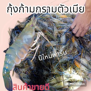 กุ้งแม่น้ำกุ้งเมียไข่หัวแก้ว ราคาต่อ1โล