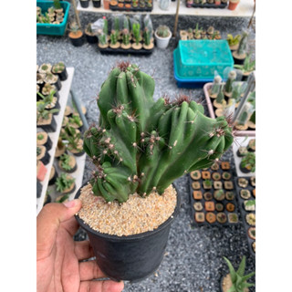 ซิริอุสรีเพนดัส คริส ยักษ์(Cereus repandus)