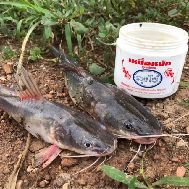 เหยื่อหมักลุงโอ๋ เหยื่อตกปลากดทุกชนิด สูตรเข้มข้น ( ขนาด 200 กรัม ) - รูปที่ 2
