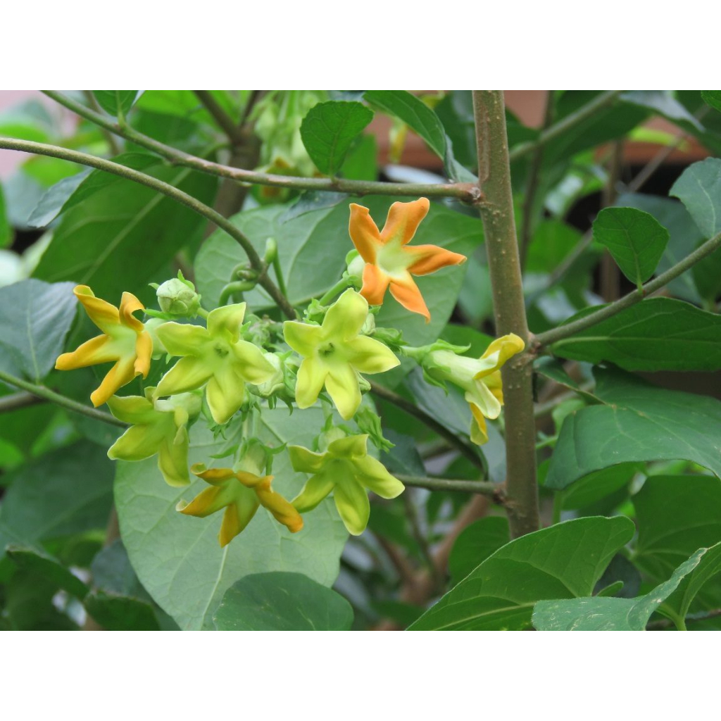 ต้นกล้าสลิด ขจร  ต้นกล้าละ 26   บาท ซื้อ 10แถม 2 กล้า