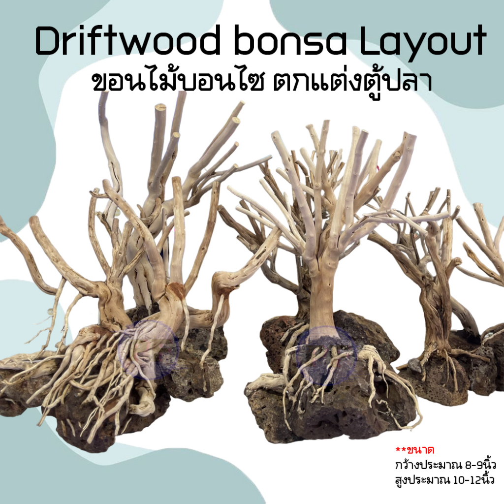 Driftwood bonsa Layout ขอนไม้บอนไซ สำหรับตั้งตู้ไม้น้ำตกแต่งตู้ ขอนไม้ Bonsai