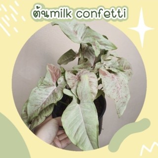 🇹🇭พร้อมส่ง ต้นมิ้ลค์คอนเฟตติ milk confetti syngonium ไม้มงคล เงินไหลมาเทมา ต้นไม้ฟอกอากาศ