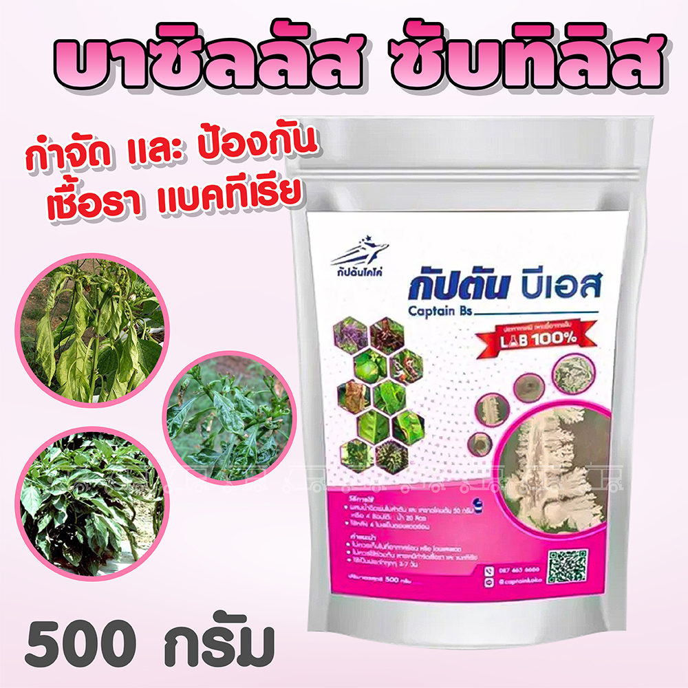บาซิลลัส ซับทิลิส กัปตัน BS กำจัดเชื้อรา แบคทีเรีย 500 g. แอนแทรคโนส โรคแคงเกอร์ รากเน่า-โคนเน่า เชื้อไฟทอฟเทอร่า