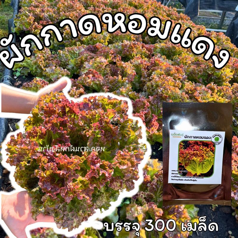 เมล็ดพันธุ์ผักกาดหอมแดง