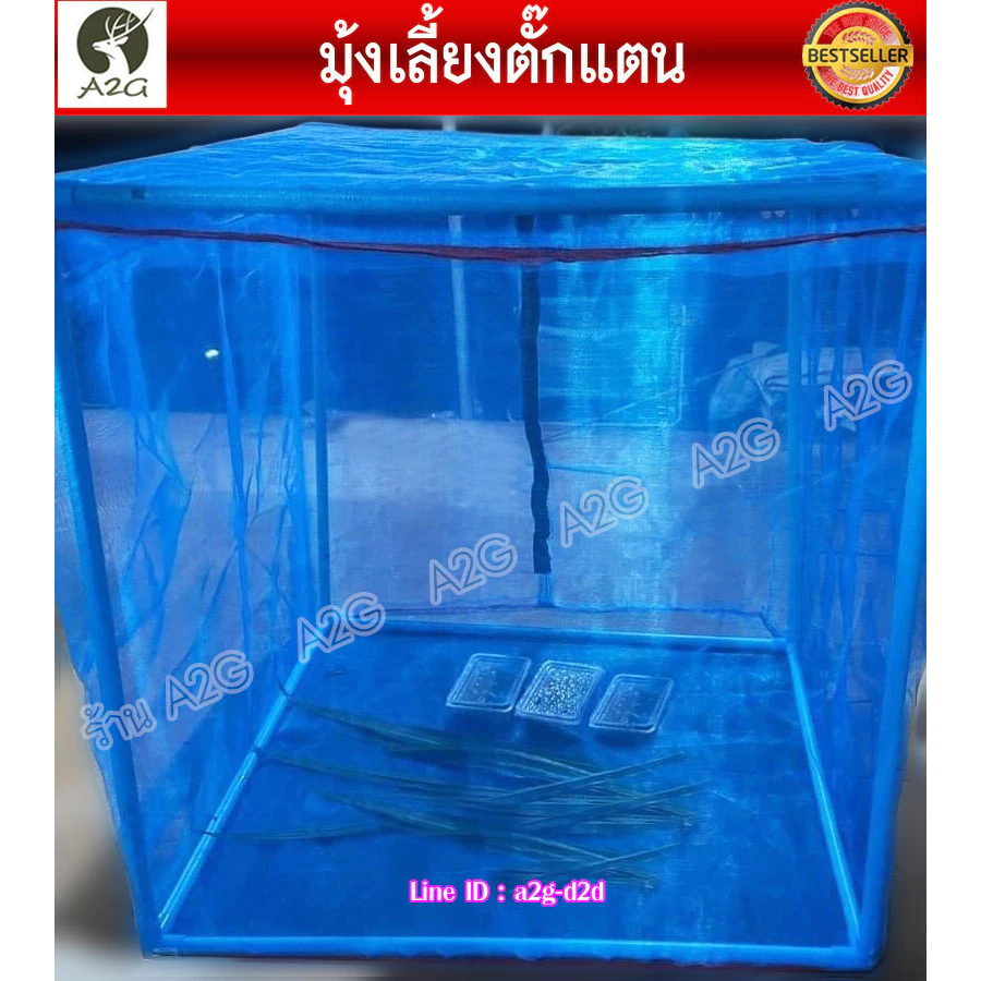 กระชังเลี้ยงตั๊กแตน เลี้ยงแมลง มุ้งเลี้ยงตั๊กแตน ตั๊กแตนปาทังก้า คอกตั๊กแตนสำเร็จรูป