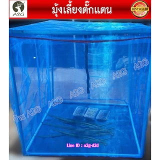 กระชังเลี้ยงตั๊กแตน เลี้ยงแมลง มุ้งเลี้ยงตั๊กแตน ตั๊กแตนปาทังก้า คอกตั๊กแตนสำเร็จรูป