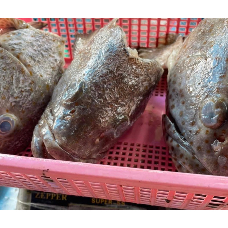 หัวปลาเก๋า ตัดสดใหม่ ขนาดหัวละ8ขีด-1โล พร้อมสับให้เรียบร้อย