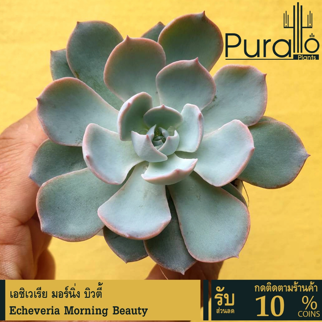 ต้นไม้อวบน้ำ กุหลาบหิน อิชิเวเรีย เลิฟลี่ Echeveria Lovely #succulent #Echeveria #Love #Valentine