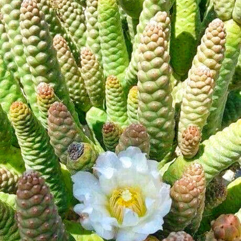 [ถูกที่สุด]แคคตัสโคนต้นสน Articulatus pine cone cactus กระบองเพชร ไม้อวบน้ำ ไม้ด่าง ต้นไม้ แคคตัส
