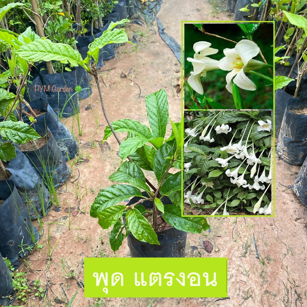 ต้นพุด พุดแตรงอน (Angel trumpets)ไม้ดอกปลายแยกเป็น 5 แฉก รูปแตร ดอกมีกลิ่นหอม ออกดอกตลอดปี (รับประกันสินค้า!!)