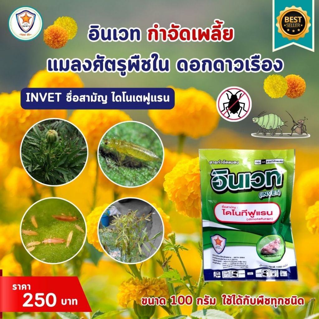 กำจัดเพลี้ย ในดอกดาวเรือง เช่นเพลี้ยแป้ง เพลี้ยอ่อน เพลี้ยไฟ และเพลี้ยต่างๆด้วย INVET และฟื้นฟูด้วย ปุ๋ย Starfer 30-20-5