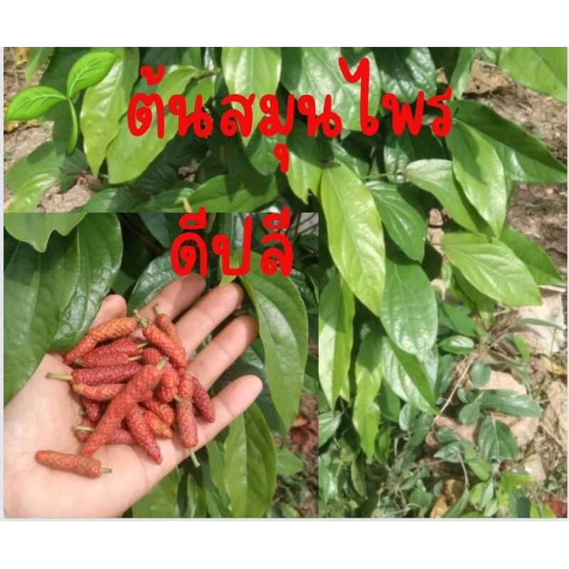 🌱ต้นสมุนไพรดีปลีเผ็ดร้อนบำรุงกำลังและช่วยบำรุงกำหนัด ใช้เป็นยาอายุวัฒนะ