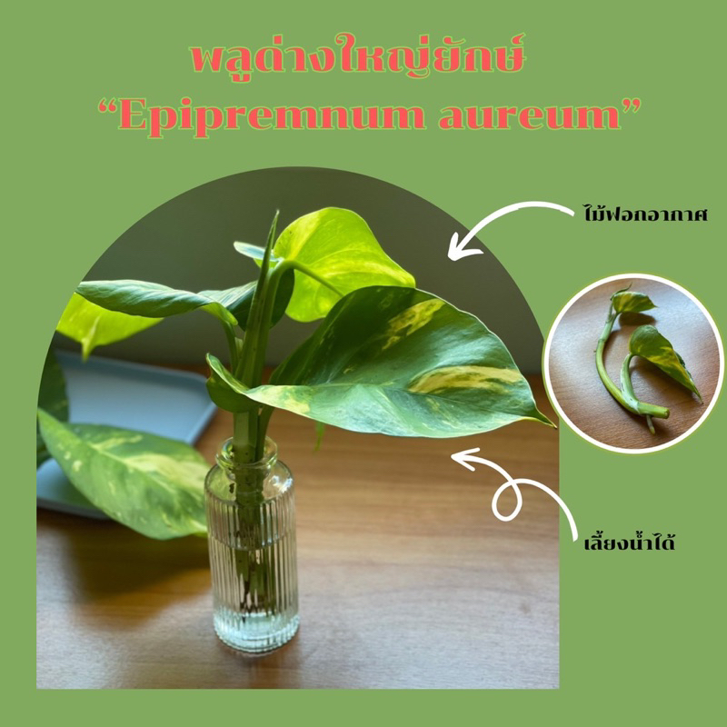 พลูด่างใหญ่ยักษ์ ไม้ฟองอากาศ เลี้ยงน้ำได้ “Epipremnum aureum”