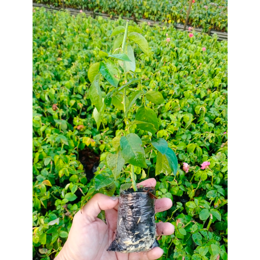 ต้นกุหลาบคละสี คละสายพันธุ์ ชุด 100 ต้น  ขนาด 15-25 cm.