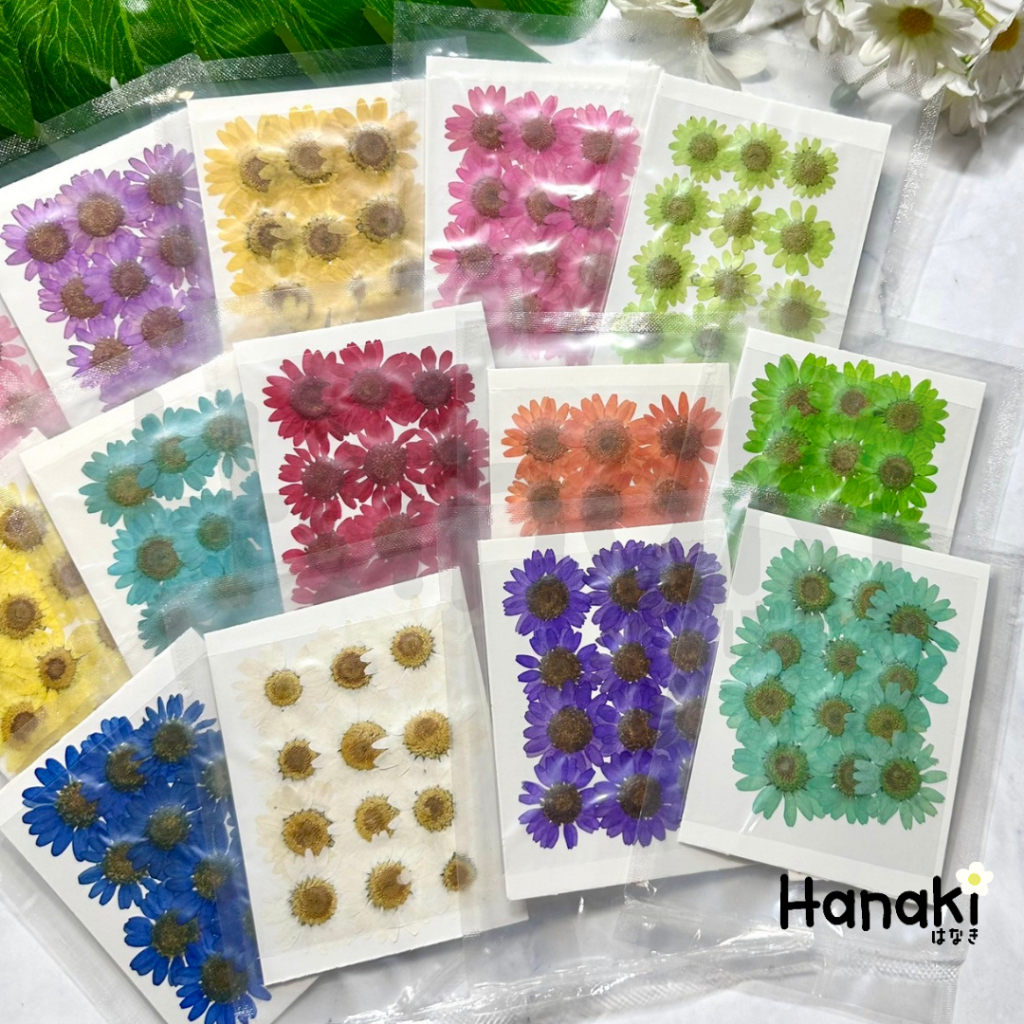 【พร้อมส่ง】Daisy ขนาด2-3CM ดอกเดซี่ทับแห้ง ดอกไม้ทับแห้ง Pressed Flowers ราคา ถูกที่สุด ดีลบีเคเค แกลเลอรีภาพที่ 5