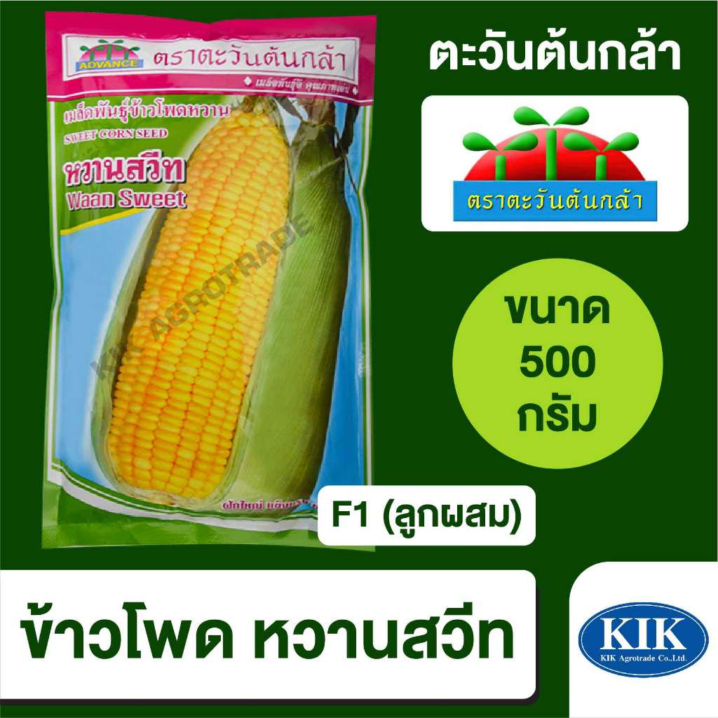 เมล็ดพันธุ์ ตะวันต้นกล้า ข้าวโพด หวานสวีท SP BIG  ขนาด 500 กรัม