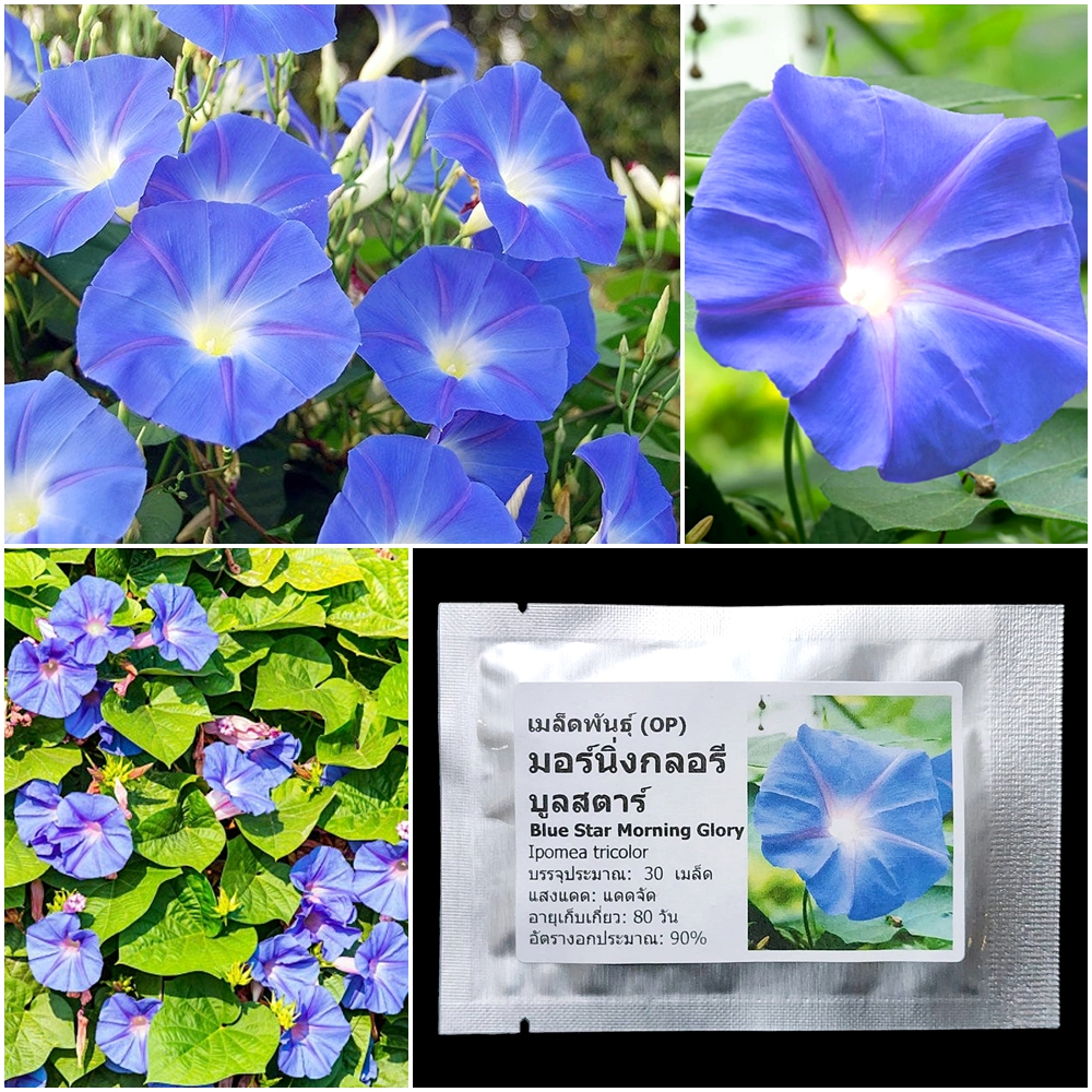 เมล็ดพันธุ์ บูลสตาร์ มอร์นิ่งกลอรี Blue Star Morning Glory Seed 30 เมล็ด คุณภาพดี ของแท้ 100%