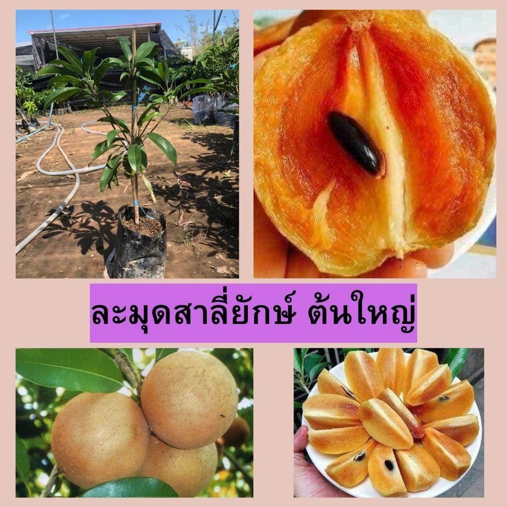ต้นละมุดสาลี่ยักษ์ ต้นเสียบยอด (ต้นใหญ่) หวาน หอม เนื้อไม่เละ ปลูกง่าย ความสูง 45-50 ซม.