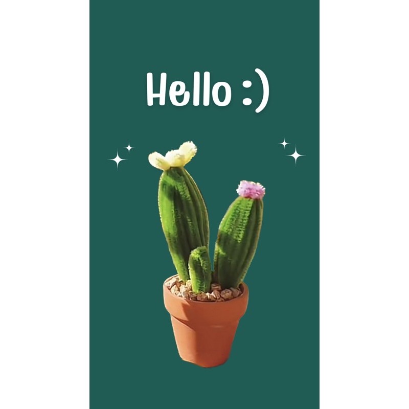 hello cactus 🌵 กระถางพร้อมแคตตัส ของขวัญสุดพิเศษ ของชำร่วย
