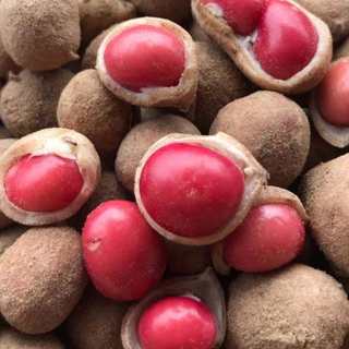 50 เมล็ด เมล็ดพันธุ์ถั่วหรั่ง เมล็ดถั่วหรั่ง ถั่วหรั่ง Bambara groundnut