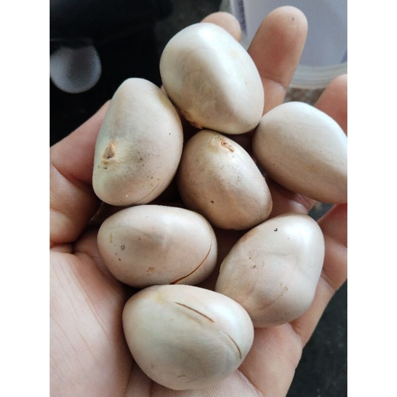 เมล็ดขนุนสด สำหรับเพาะ1ชุด600เมล็ด500บาท