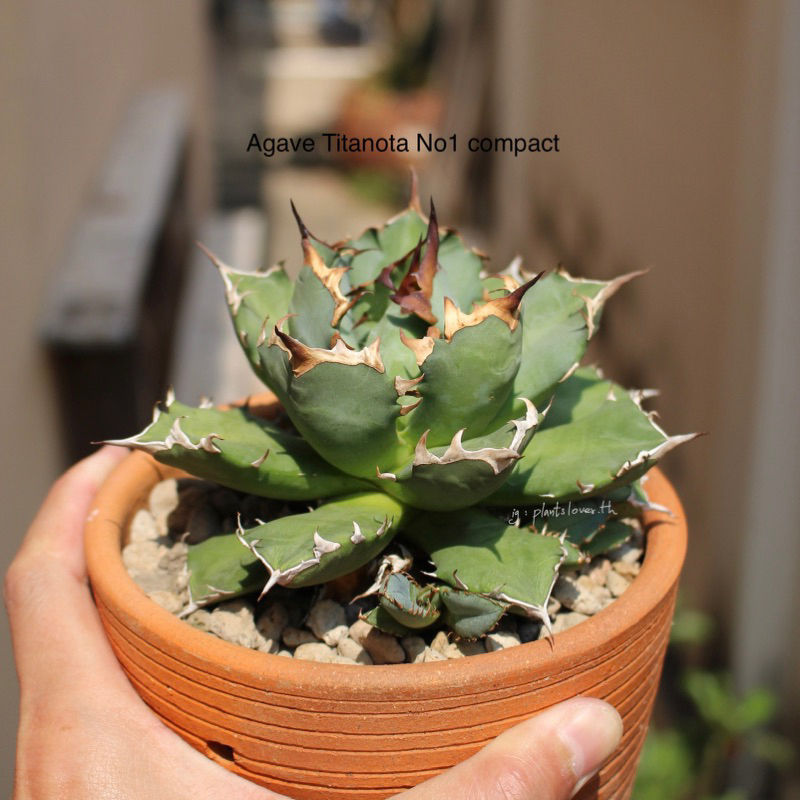 อากาเว่ Agave Titanota No1 compact (หน่อชำมีราก)